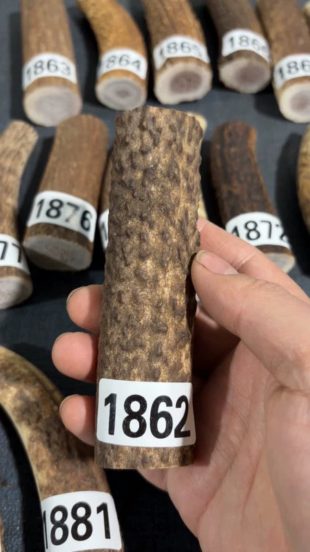 Antler Knife Handle Scale Blank #1862 – 120mm Natural Stag