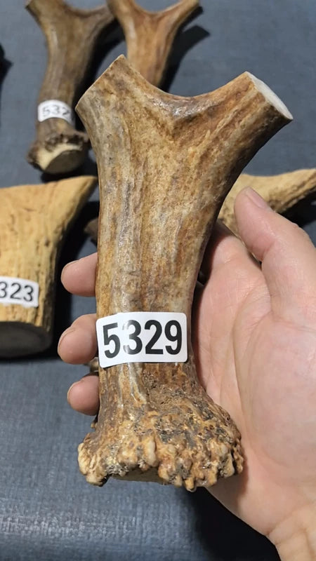 Antler Bow Material #5329 – 150×95×27mm Natural Stag