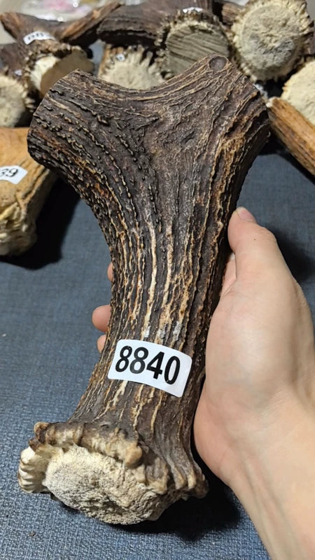 Antler Bow Material #8840 – 210×135×41mm Natural Stag