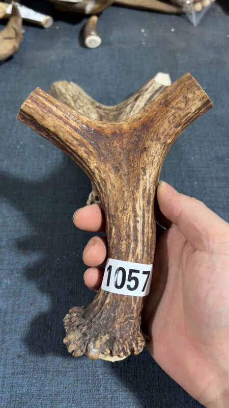 Antler Bow Material #1057 – 180×130×22mm Natural Stag