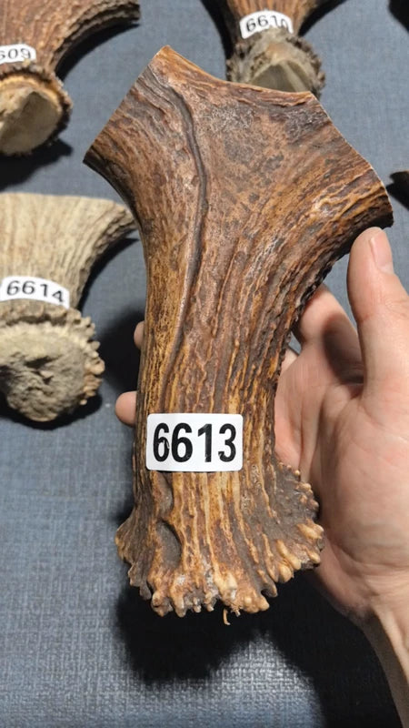 Antler Bow Material #6613 – 200×135×43mm Natural Stag
