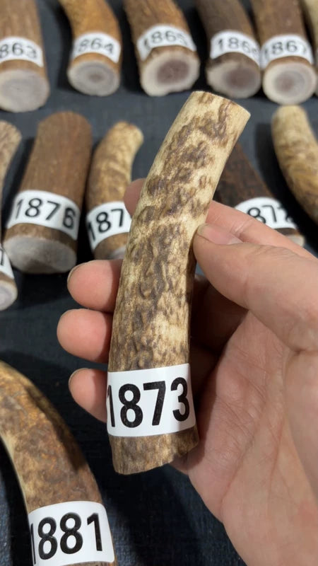 Antler Knife Handle Scale Blank #1873 – 120mm Natural Stag