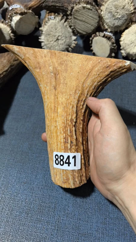 Antler Bow Material #8841 – 180×180×44mm Natural Stag