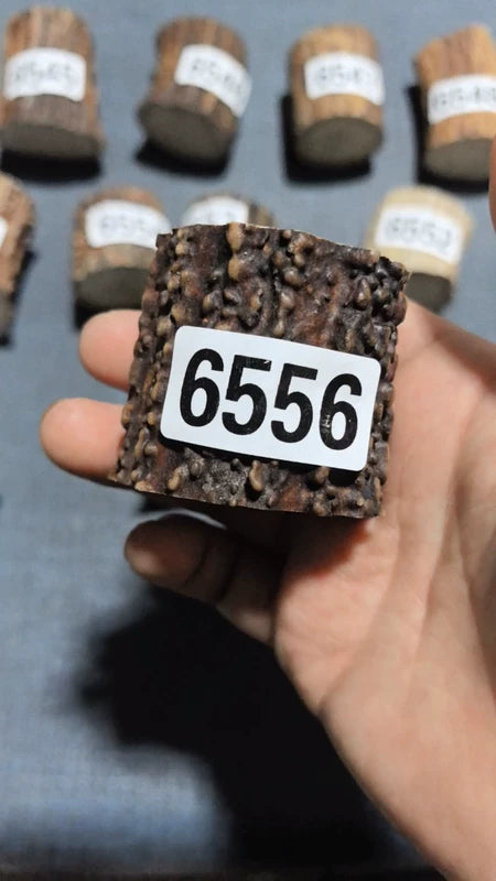 Antler Root Segment #6556 – 48-49mm Natural Stag