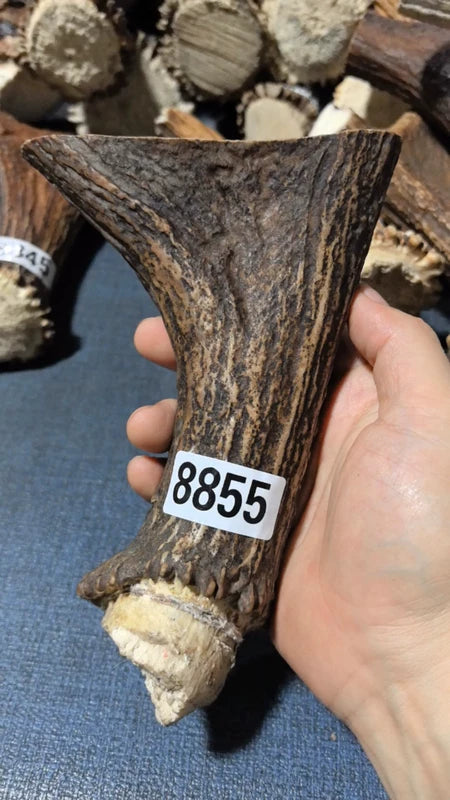 Antler Bow Material #8855 – 150×125×34mm Natural Stag