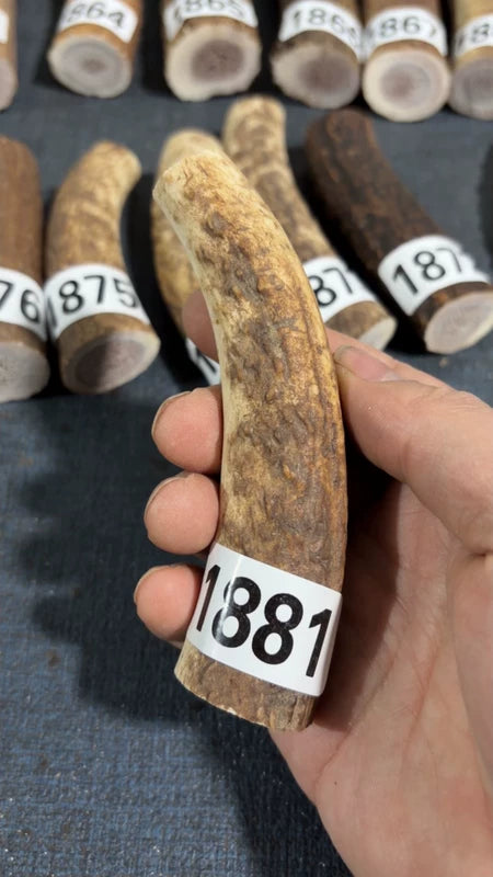 Antler Knife Handle Scale Blank #1881 – 105mm Natural Stag