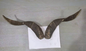 Natural Sheep & Goat Horn Raw Material – Scraping Board, Comb, Beads & Craft Blanks