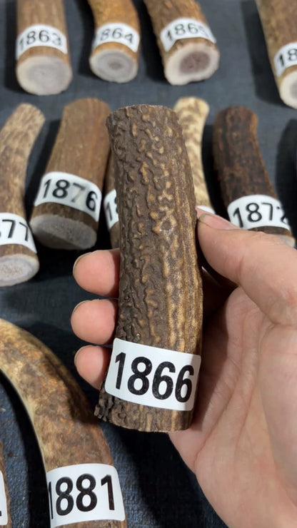 Antler Knife Handle Scale Blank #1866 – 116mm Natural Stag