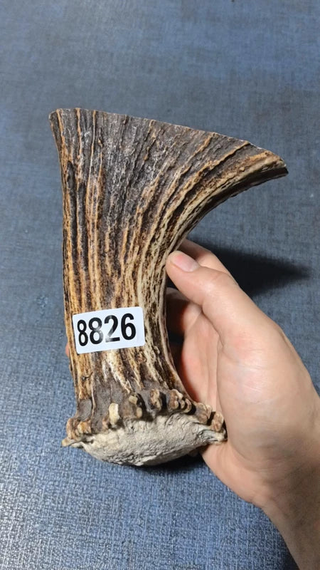 Antler Bow Material #8826 – 140×130×45mm Natural Stag