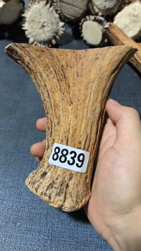 Antler Bow Material #8839 – 150×133×36mm Natural Stag