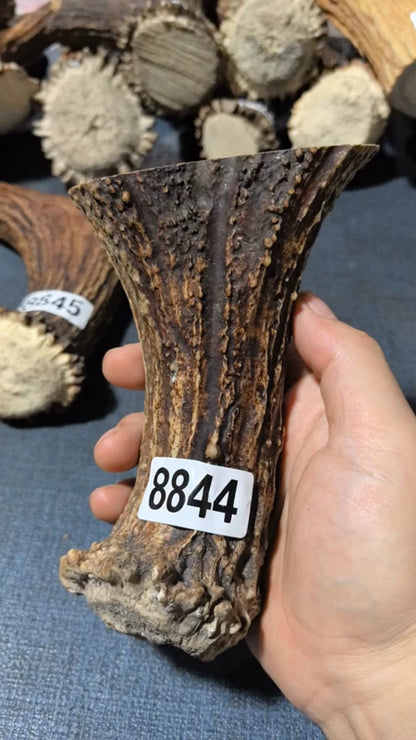 Antler Bow Material #8844 – 150×102×40mm Natural Stag