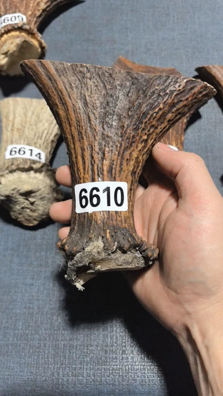 Antler bow material 6610, length 130mm, width 143mm, thickness 34mm