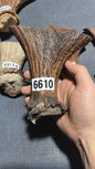 Antler bow material 6610, length 130mm, width 143mm, thickness 34mm