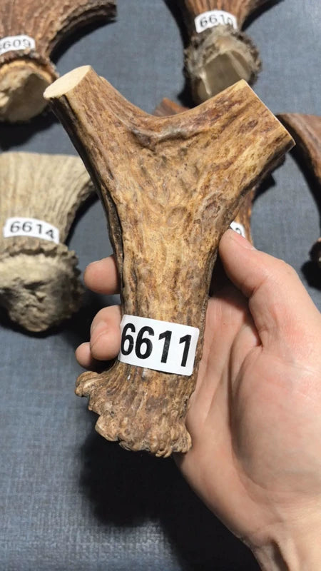 Antler Bow Material #6611 – 160×110×30mm Natural Stag