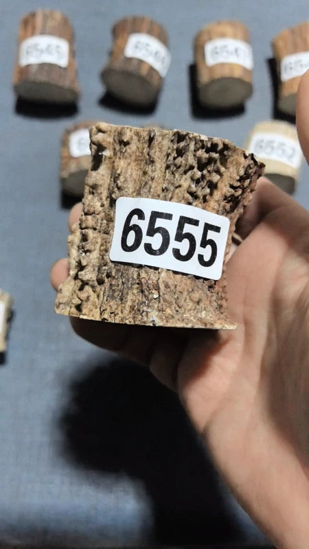 Antler Root Segment #6555 – 55-62mm Natural Stag