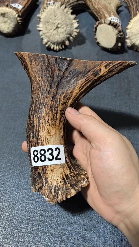 Antler Bow Material #8832 – 145×140×37mm Natural Stag