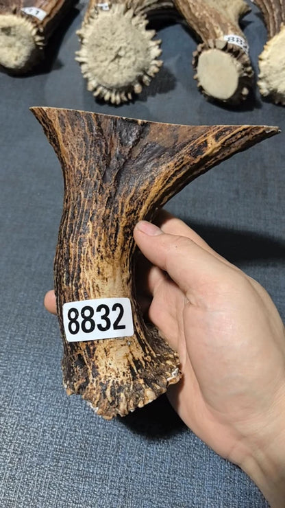 Antler Bow Material #8832 – 145×140×37mm Natural Stag
