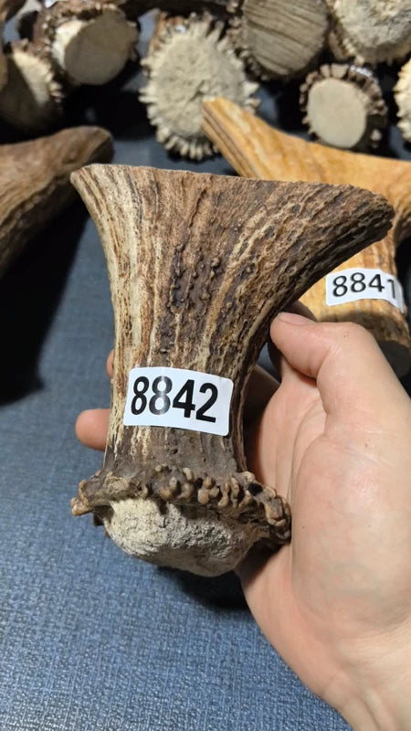 Antler Bow Material #8842 – 120×120×36mm Natural Stag