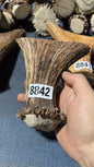 Antler Bow Material #8842 – 120×120×36mm Natural Stag