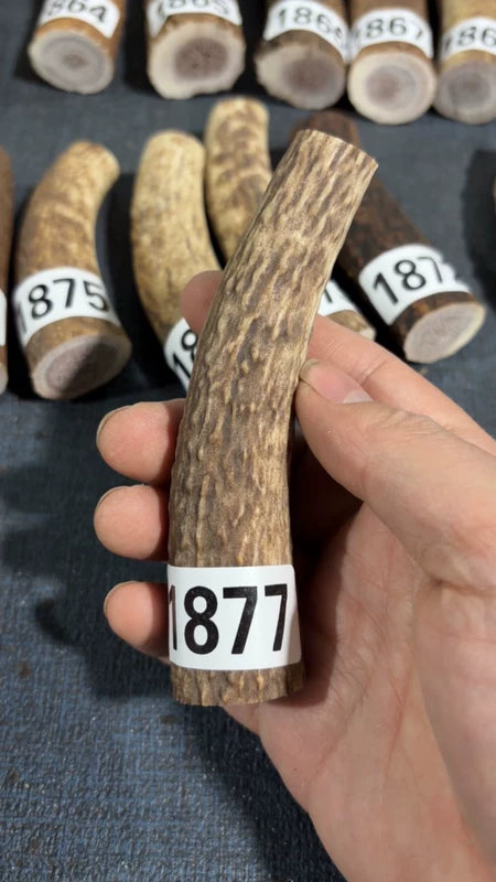 Antler Knife Handle Scale Blank #1877 – 115mm Natural Stag