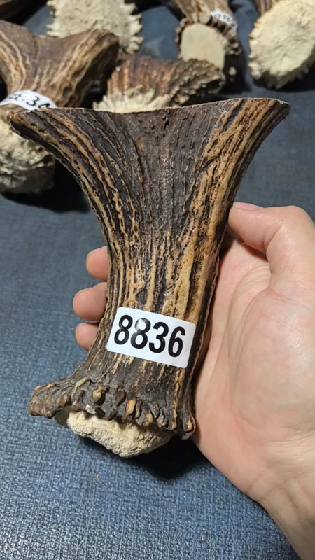 Antler Bow Material #8836 – 130×125×35mm Natural Stag