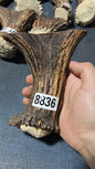 Antler Bow Material #8836 – 130×125×35mm Natural Stag