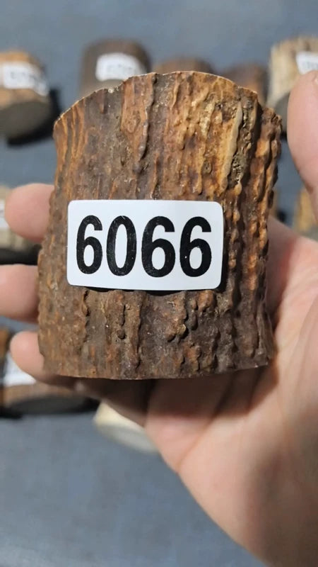 Antler Root Segment #6066 – 54-70mm Natural Stag