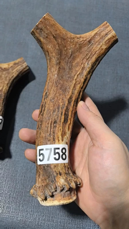 Antler Bow Material #5758 – 210×104×26mm Natural Stag