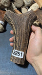 Antler Bow Material #8851 – 185×118×40mm Natural Stag