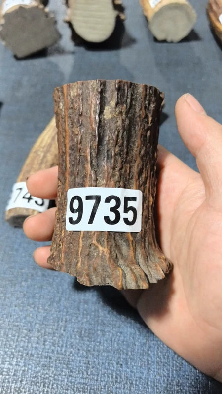 Antler Root Segment #9735 – 88-92mm Natural Stag
