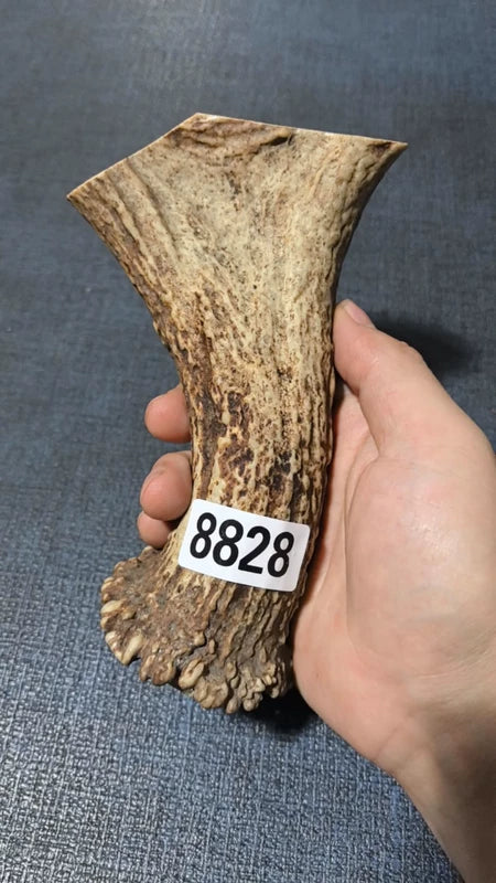 Antler Bow Material #8828 – 155×105×33mm Natural Stag