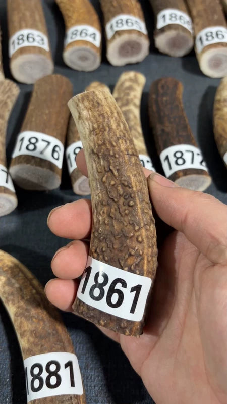 Antler Knife Handle Scale Blank #1861 – 104mm Natural Stag