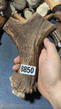 Antler Bow Material #8850 – 160×130×30mm Natural Stag