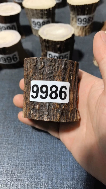 Antler Root Segment #9986 – 61mm Natural Stag