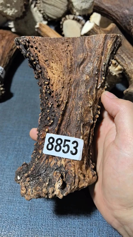 Antler Bow Material #8853 – 145×115×38mm Natural Stag