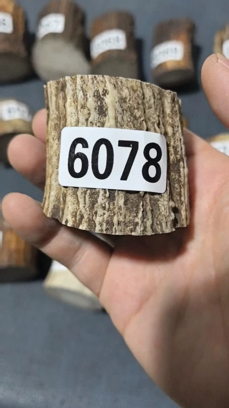Antler Root Segment #6078 – 36-51mm Natural Stag