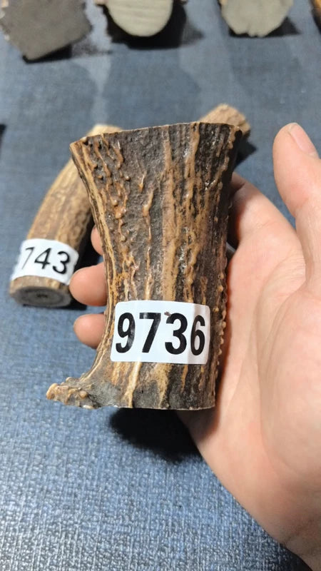 Antler Root Segment #9736 – 88-100mm Natural Stag