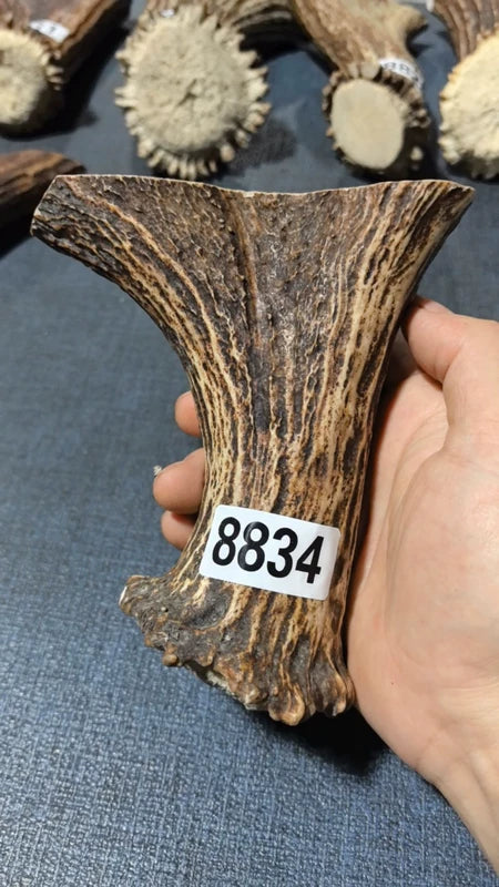 Antler Bow Material #8334 – 130×120×39mm Natural Stag