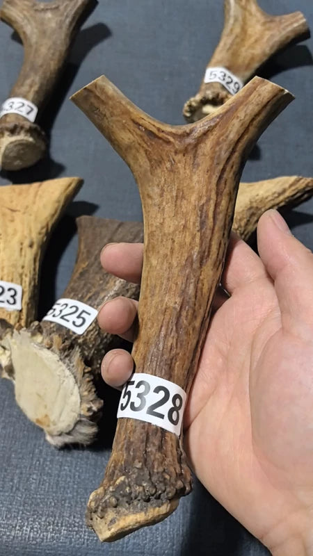 Antler Bow Material #5328 – 190×105×21mm Natural Stag
