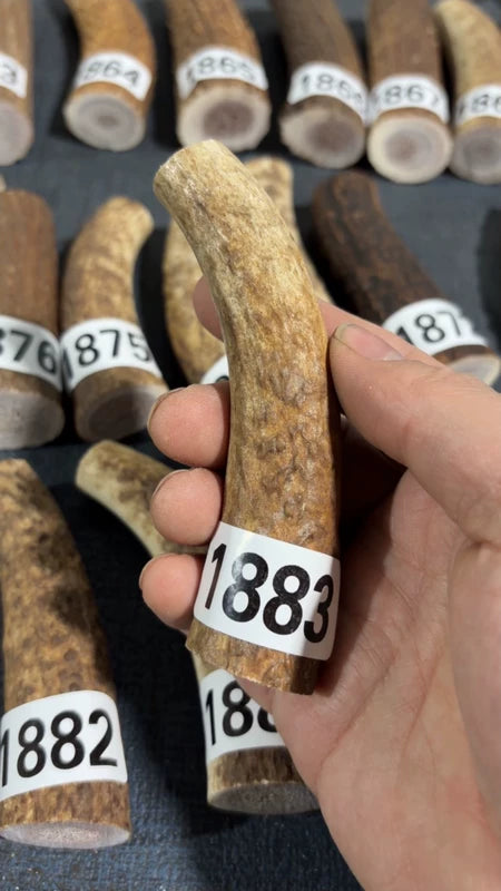 Antler Knife Handle Scale Blank #1883 – 105mm Natural Stag