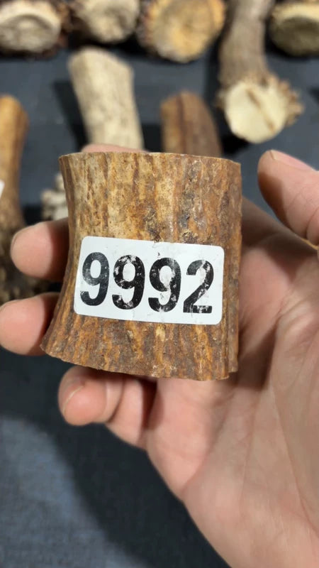 Antler Root Segment #9992 – 51-56mm Natural Stag