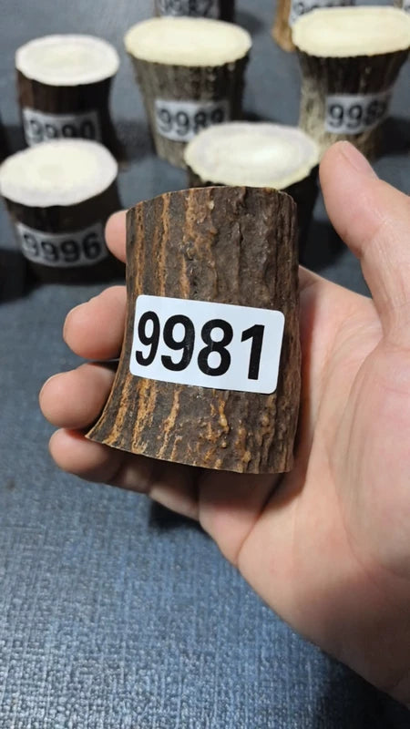 Antler Root Segment #9981 – 59-68mm Natural Stag