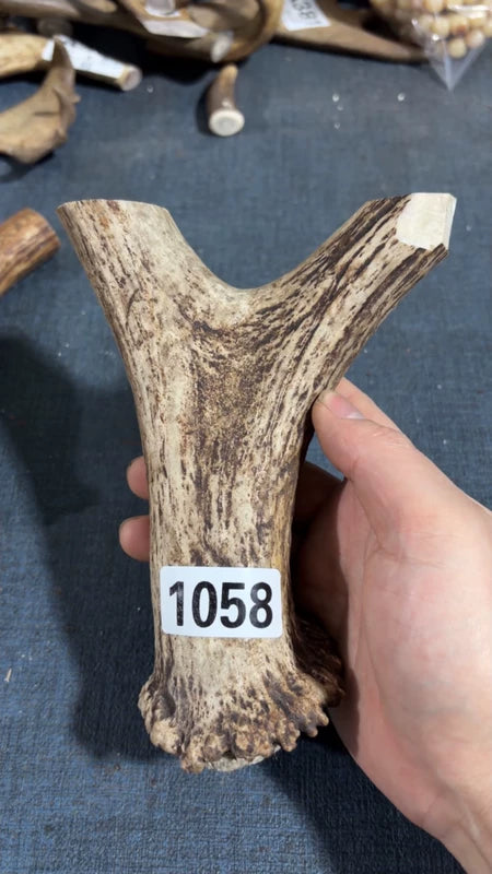 Antler Bow Material #1058 – 170×130×31mm Natural Stag