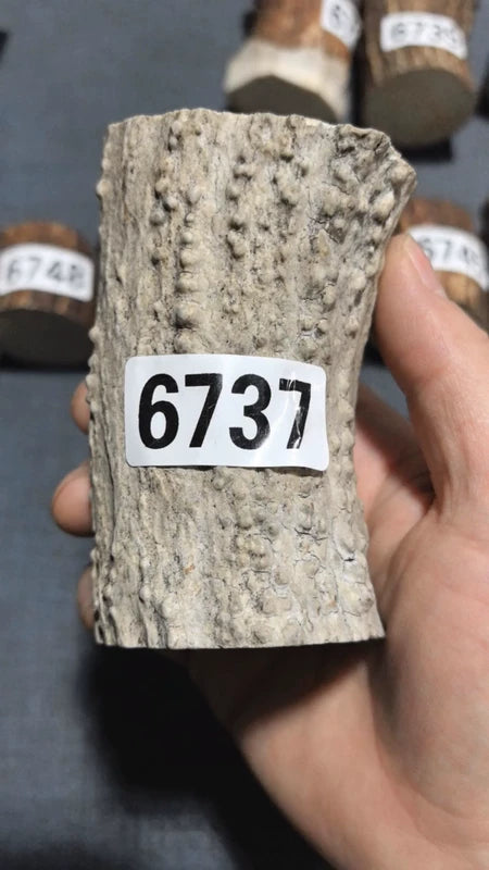 Antler Root Segment #6737 – 94-102mm Natural Stag