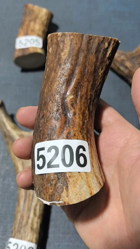 Antler Root Segment #5206 – 98-110mm Natural Stag