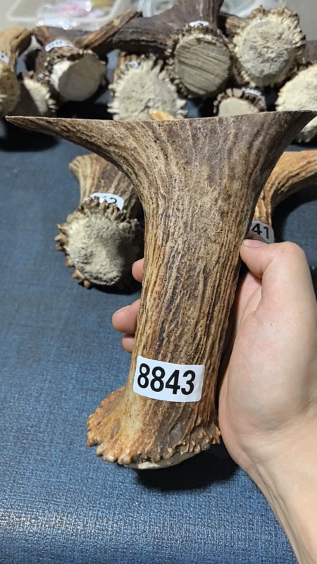 Antler Bow Material #8843 – 180×160×45mm Natural Stag