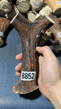 Antler Bow Material #8852 – 190×120×34mm Natural Stag