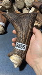 Antler Bow Material #8855 – 150×125×34mm Natural Stag