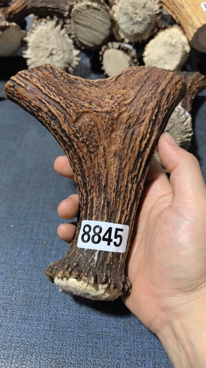 Antler Bow Material #8845 – 160×140×30mm Natural Stag