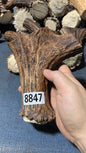 Antler Bow Material #8847 – 150×135×34mm Natural Stag